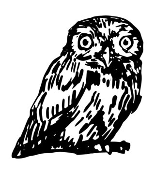 Athene noctua owl realistic sketch. Bird wild animal. Hand drawn vector illustration. Retro style clipart isolated on white background.