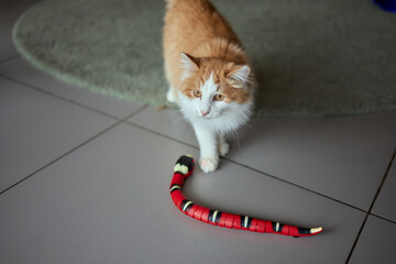 Cute ginger cat is playing green and blue color snake toy.