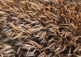 Full frame above view of golden wheat ears, natural background
