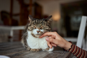 cute tabby little kitten european shorthair cat in hands.