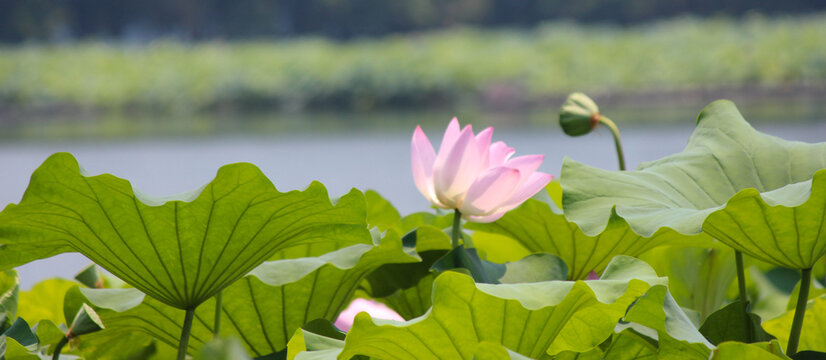 photo of a pink lotus flower in a pond in china