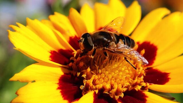 Meliscaeva auricollis hoverfly