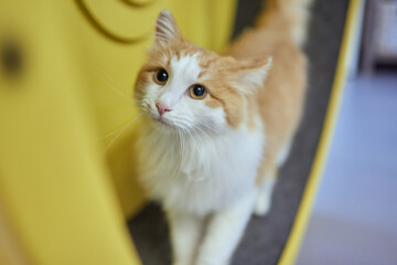 Smoky cat running on exercise wheel. training apparatus.