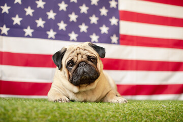 Pug dog on the background of the American flag. 4th of July independence day concept