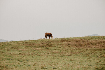 cows grazing in a field