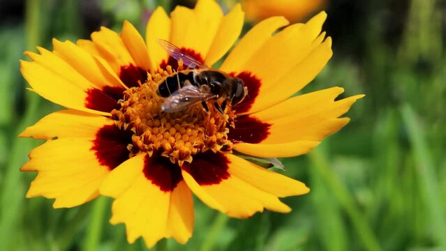 Meliscaeva auricollis hoverfly