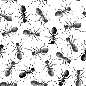 Watercolor illustrated ants in black color. Hand painted insects pattern