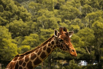 Giraffe