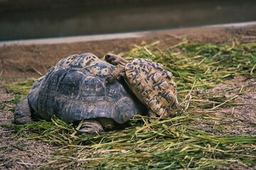 turtle