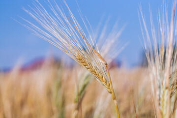 Fototapeta premium Full frame of Soft common Wheat field in summer