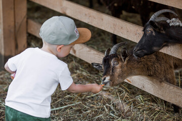 A little boy feeds small goats and sheep on a nursery, private farm or in a contact zoo. A child...