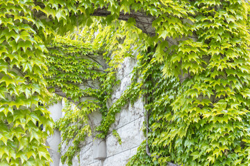 石壁の建物を這う一面の新緑のツタ