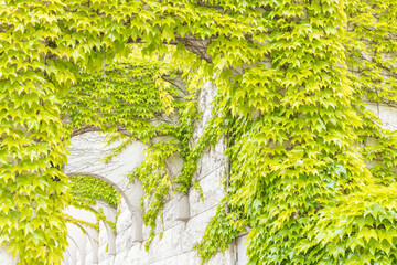 	アーチ型の外壁を這う新緑のツタ