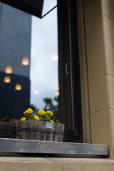 窓辺のマリーゴールド鉢植とガラスに映るライト