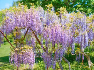藤の花