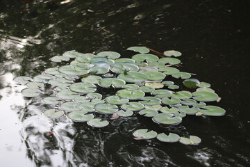 New York Scapes and follies