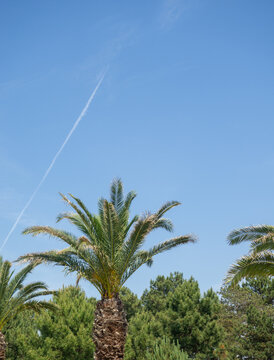 The trace of the plane in the sky against the backdrop of palm trees. Beautiful place.