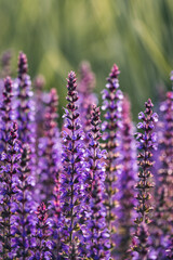 Violet Sage Tall Purple Spring Flowers Vertical
