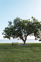 A big tree with a wooden table next to it