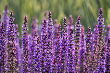 Violet Sage Tall Purple Spring Flowers Horizontal