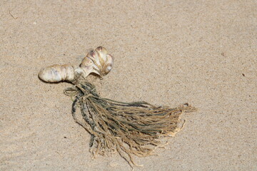 New York Scapes and follies