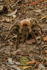 crab spider in the city of Ituaçu, State of Bahia, Brazil