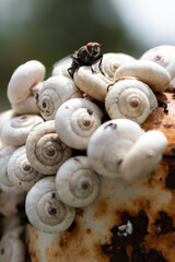 snail on a leaf