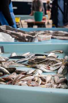 Catch of the day for sale on daily fish market in old port of Marseille, Provence, France