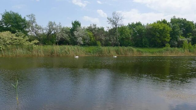 2 swans float on the river