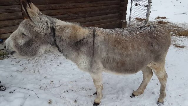 Donkey in winter. Against the background of snow.