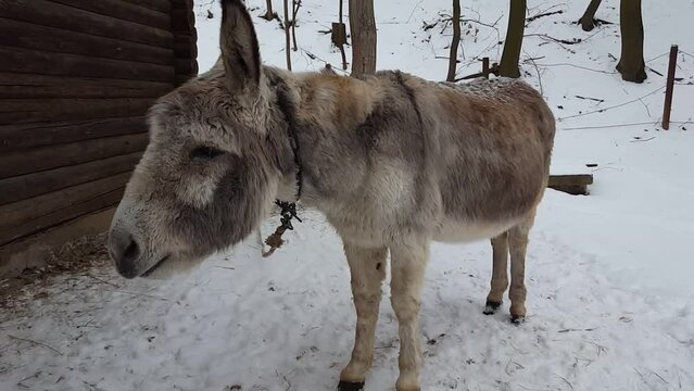 Donkey in winter. Against the background of snow.