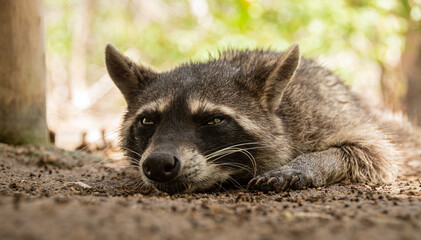close-up of the face of a cuddly raccoon lying on the ground