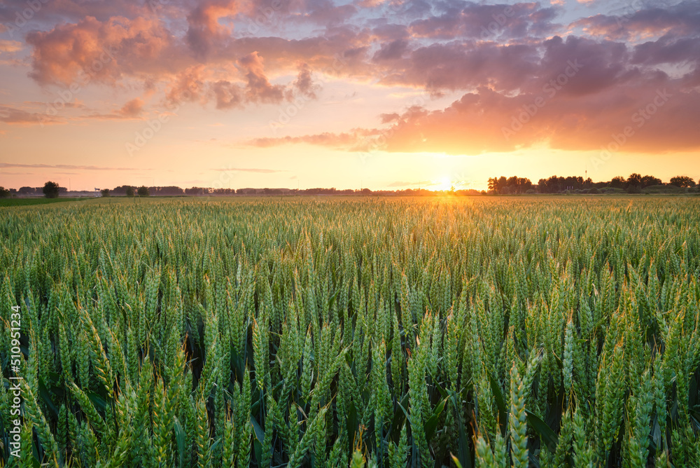 Canvas Prints a field of wheat during sunset. landscape in the summertime. agriculture and the cultivation of crop