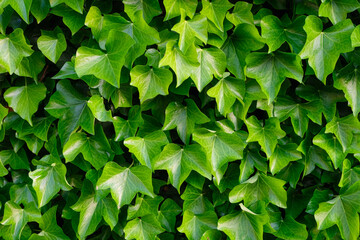 Fototapeta na wymiar Ivy as a background. A plant on the wall. Green leaves as an abstract background. Photo for design.