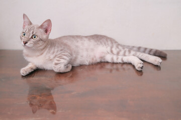 Obraz premium Cute cat lying on wooden table in living room