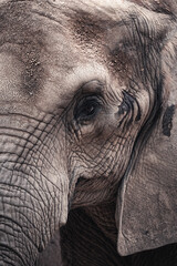 Elephant Animal Portrait Close Up Horizontal