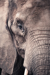 Elephant Portrait Face Close Up 