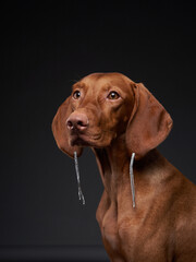 dog in earrings. Beautiful Hungarian Vizsla on a black background in the studio