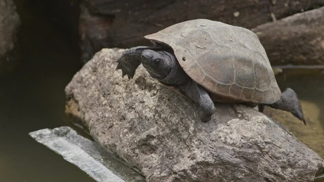 Japanese pond turtle shooing flies away.
