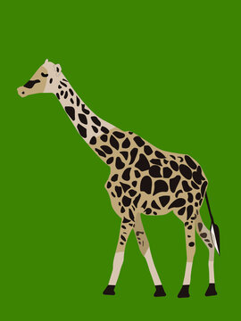Wild animal of Africa. Realistic vector giraffe.
Vector illustration design for modern fabrics, textile graphics, prints. Funny giraffe.
