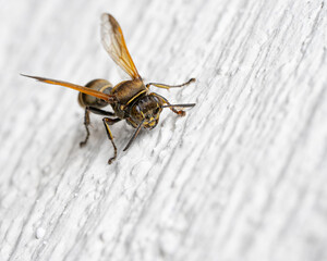 Sand wasp on white wall