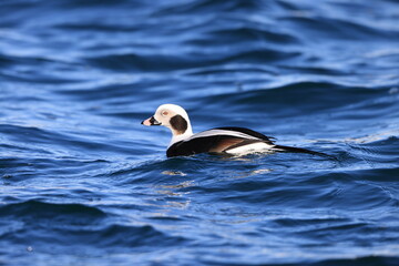 Long-tailed Duck (Clangula hyemalis) male in Hokkaido, Japan
