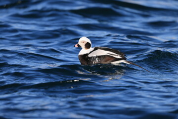 Long-tailed Duck (Clangula hyemalis) male in Hokkaido, Japan