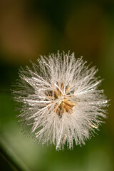 Dandelion with dew droplets seen through a macro lens, selective focus.