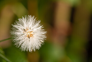 Dandelion with dew droplets seen through a macro lens, selective focus.