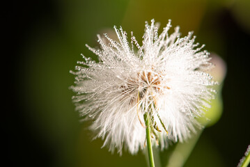 Dandelion with dew droplets seen through a macro lens, selective focus.