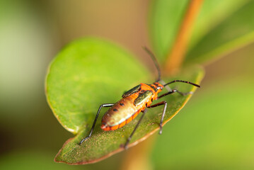 Small insect amidst foliage seen through a macro lens, selective focus.