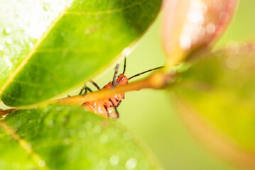 Small insect amidst foliage seen through a macro lens, selective focus.