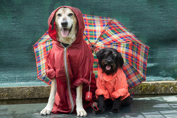Funny Schnauzer  and big yellow dog in  raincoats under un  umbrella in the rain