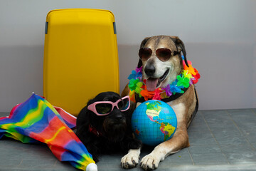Big yellow dog and small black dog with sunglasses are ready for trip , they are with yellow suitcase, globe, umbrella. Concept of travel  with dogs.
